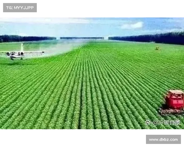 小麦国家队取得优异成绩的关键因素分析与总结